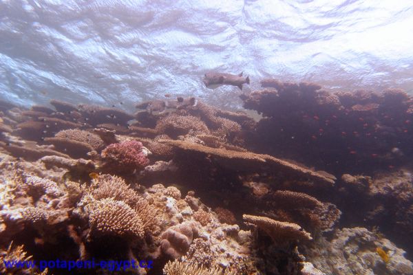 Potápění u Hurghay / Diving in Hurghada area