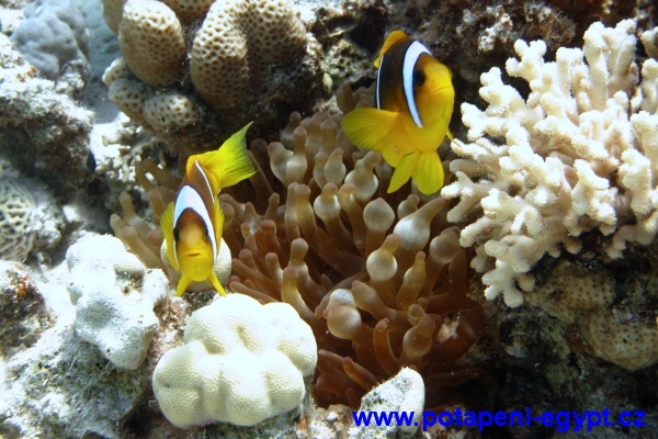 Hurghada, El Fanus - Clawn Fish/klauni