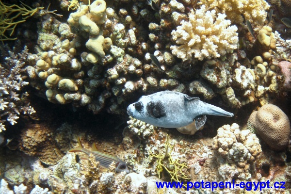 Hurghada, Gota Abu Ramada - Masked Puffer Fish / Čtverzubec