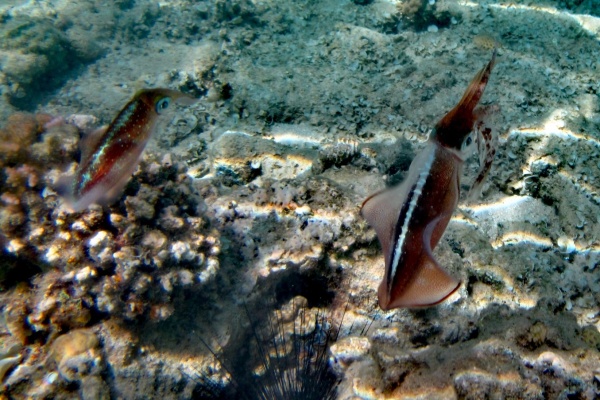 Hurghada