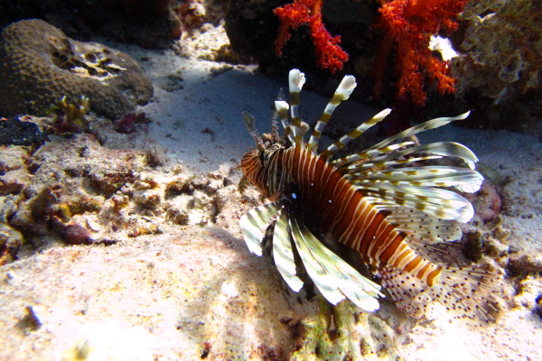 Hurghada