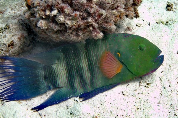 Hurghada