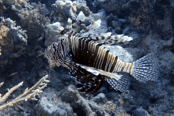 Hurghada