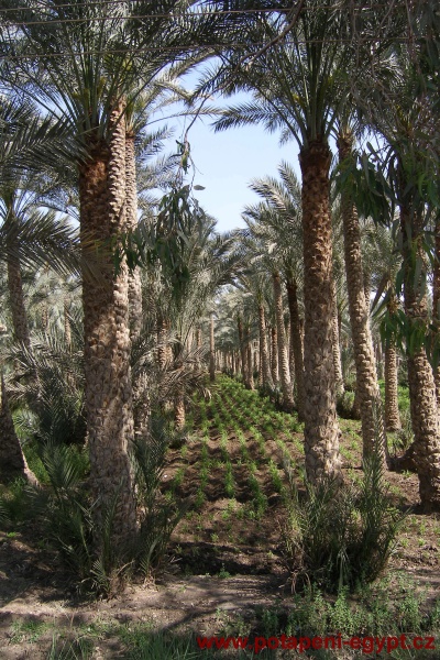 Jižně od Kahiry, Saqqara