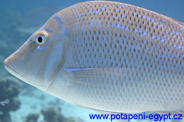 Hurghada, Gota Abu Ramada - Odranec / Stone Fish