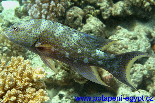 Hurghada, Gota Abu Ramada - Lulanka / Cornet Fish