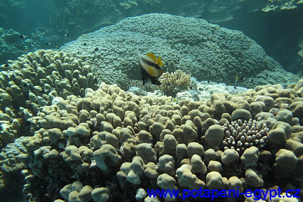 Hurghada, Gota Abu Ramada, památník žralokům / shark's memorial
