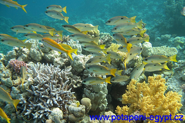 Small Gota - Útes / Reef
